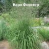 Молиния в сортах