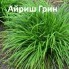 Осока в ассортименте