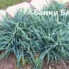 Осока в ассортименте