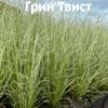 Осока в ассортименте