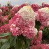 99 Гортензия метельчатая СТРАВБЕРРИ БЛОССОМ