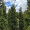 Живая изгородь Туя западная Брабант