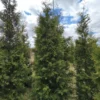 Живая изгородь Туя западная Брабант