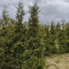 Живая изгородь Туя западная Брабант