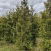 Живая изгородь Туя западная Брабант