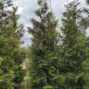 Живая изгородь Туя западная Брабант