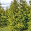 Живая изгородь Туя западная Брабант