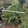 Можжевельник казацкий Блю Дануб